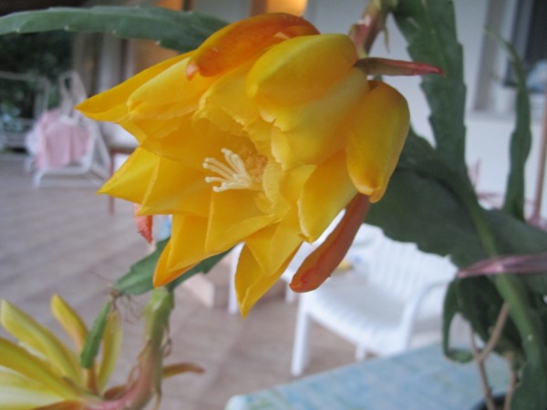 Name:  IMG_4270 (600 x 450).jpg
Views: 921
Size:  45.4 KB