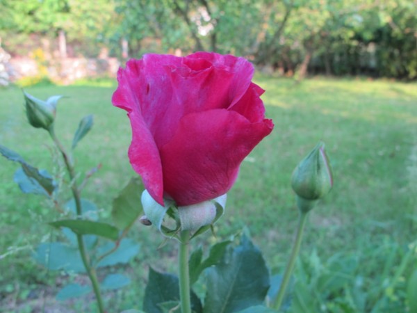 Name:  IMG_4255 (600 x 450).jpg
Views: 652
Size:  54.2 KB