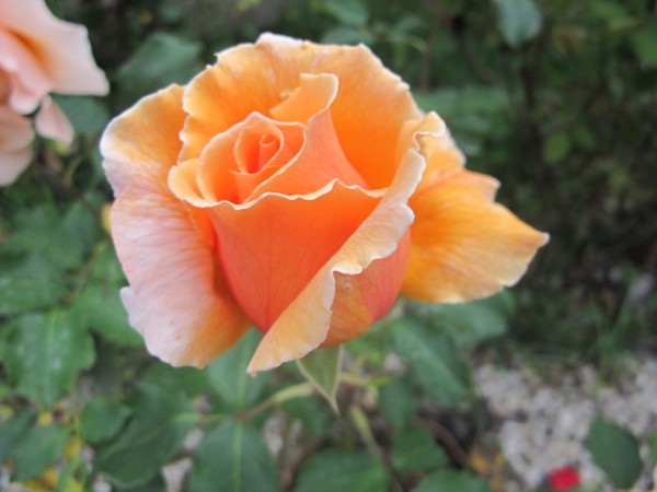 Name:  IMG_4287 (600 x 450).jpg
Views: 647
Size:  49.6 KB