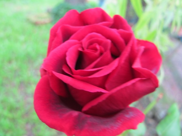 Name:  IMG_4325 (600 x 450).jpg
Views: 645
Size:  42.3 KB