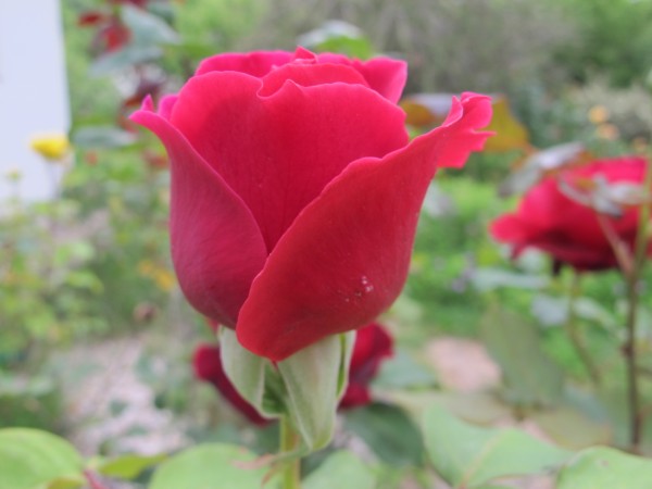 Name:  IMG_4291 (600 x 450).jpg
Views: 645
Size:  42.0 KB