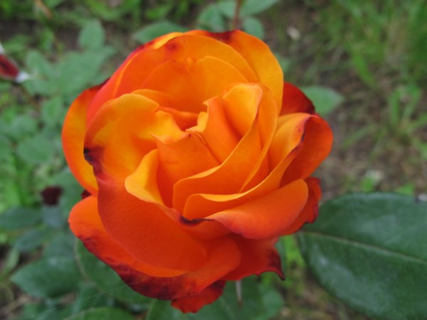 Name:  IMG_4307 (600 x 450).jpg
Views: 646
Size:  44.4 KB