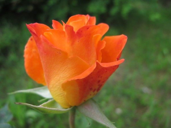 Name:  IMG_4310 (600 x 450).jpg
Views: 925
Size:  39.0 KB