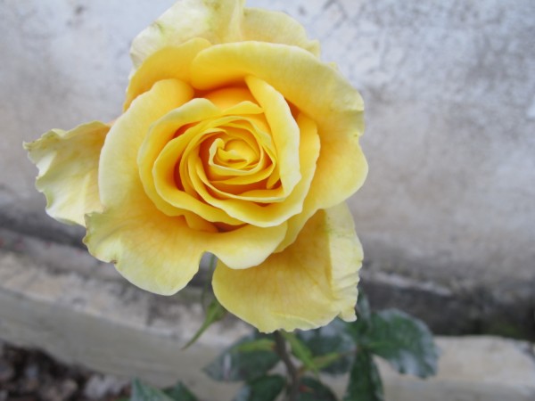 Name:  IMG_4339 (600 x 450).jpg
Views: 640
Size:  43.3 KB