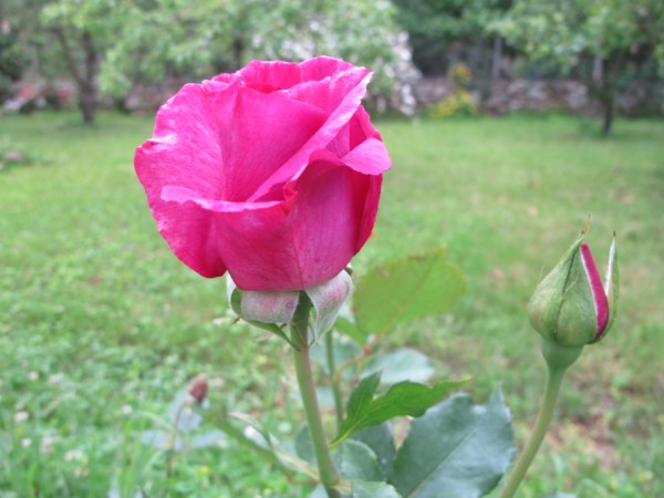 Name:  IMG_4345 (600 x 450).jpg
Views: 631
Size:  58.0 KB