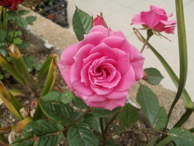 Name:  P5140573a.jpg
Views: 459
Size:  44.0 KB