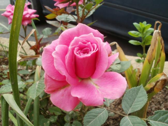 Name:  P5140579a.jpg
Views: 472
Size:  47.2 KB