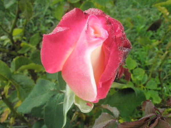 Name:  PA101092 (600 x 450).jpg
Views: 1247
Size:  64.0 KB