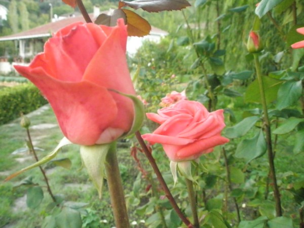 Name:  PA101099 (600 x 450).jpg
Views: 1051
Size:  66.9 KB