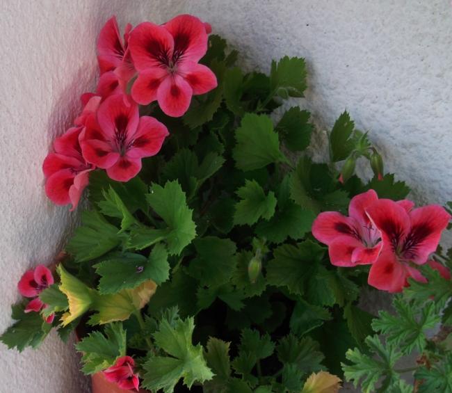 Name:  DSCF4783.jpg
Views: 424
Size:  50.1 KB
