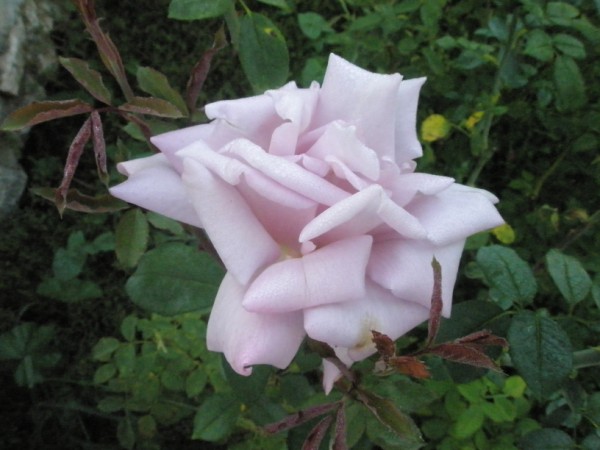 Name:  PA101077 (600 x 450).jpg
Views: 1057
Size:  58.9 KB