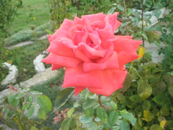 Name:  PA101090 (600 x 450).jpg
Views: 1048
Size:  67.2 KB