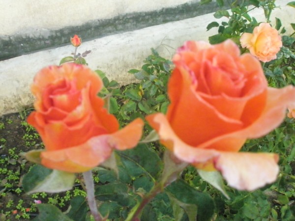 Name:  PA101085 (600 x 450).jpg
Views: 1053
Size:  66.8 KB