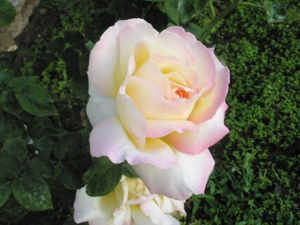 Name:  PA101087 (600 x 450).jpg
Views: 1044
Size:  65.3 KB