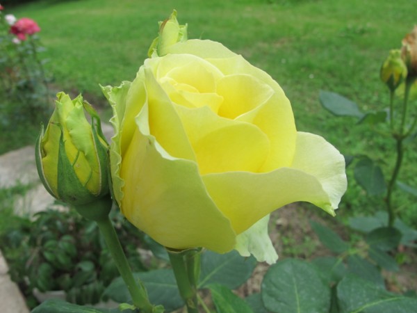 Name:  IMG_4404 (600 x 450).jpg
Views: 795
Size:  49.0 KB