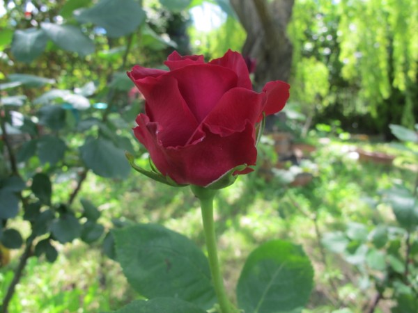 Name:  IMG_4376 (600 x 450).jpg
Views: 794
Size:  61.0 KB