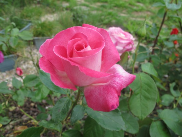 Name:  IMG_4388 (600 x 450).jpg
Views: 787
Size:  57.6 KB