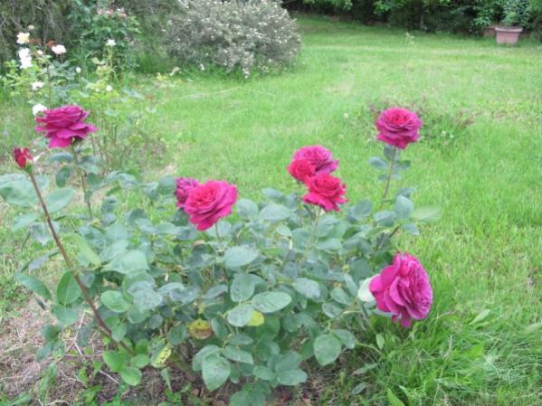 Name:  IMG_4400 (600 x 450).jpg
Views: 787
Size:  56.5 KB