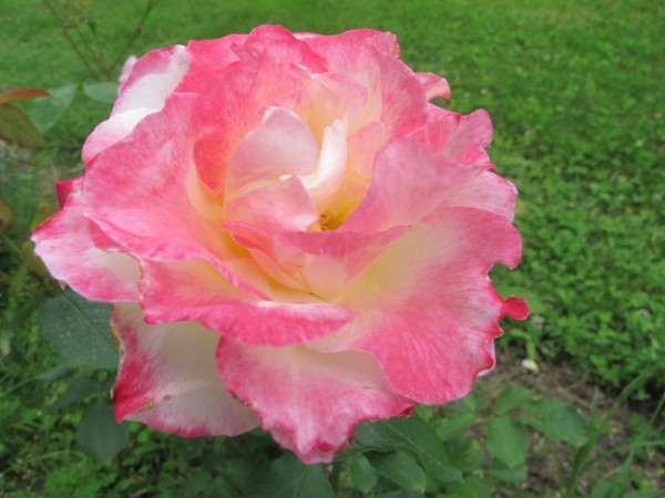 Name:  IMG_4403 (600 x 450).jpg
Views: 762
Size:  58.4 KB