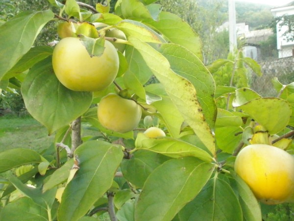 Name:  PA101097 (600 x 450).jpg
Views: 1083
Size:  69.9 KB