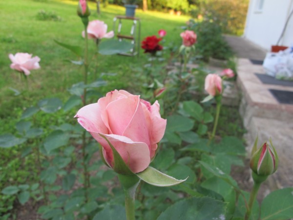 Name:  IMG_4251 (600 x 450).jpg
Views: 743
Size:  53.1 KB