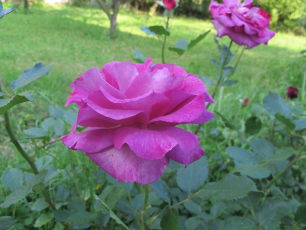 Name:  IMG_4452 (600 x 450).jpg
Views: 749
Size:  61.4 KB