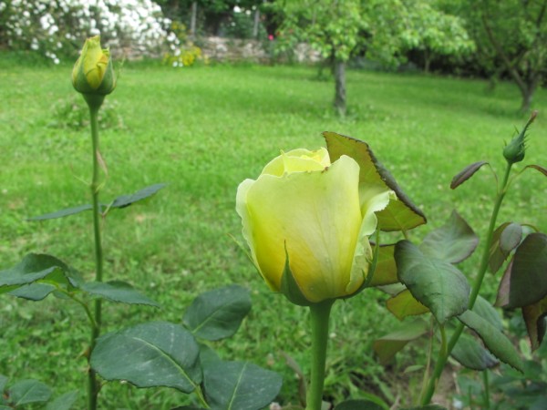 Name:  IMG_4431 (600 x 450).jpg
Views: 740
Size:  67.3 KB