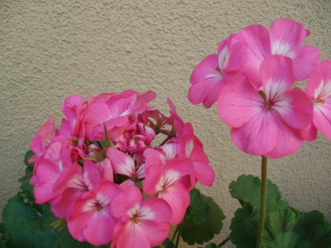 Name:  P5170584a.jpg
Views: 452
Size:  46.6 KB