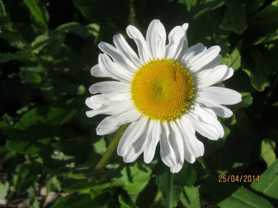 Name:  papatya----.jpg
Views: 1078
Size:  29.9 KB