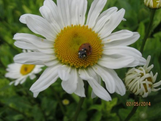 Name:  papatya.jpg
Views: 1054
Size:  28.7 KB