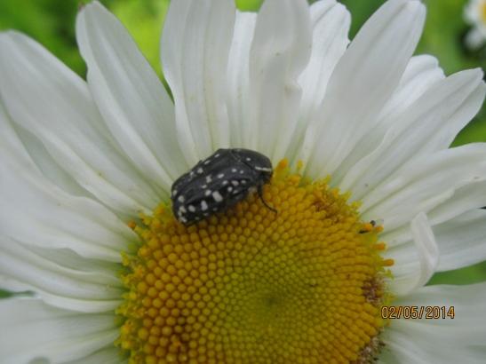 Name:  papatya1.jpg
Views: 942
Size:  25.1 KB