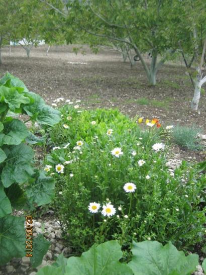 Name:  papatya2.jpg
Views: 964
Size:  50.8 KB