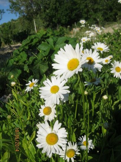 Name:  papatya3.jpg
Views: 988
Size:  47.5 KB