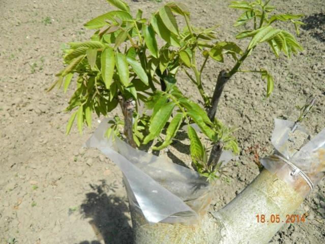Name:  Resim 112.jpg
Views: 960
Size:  63.5 KB