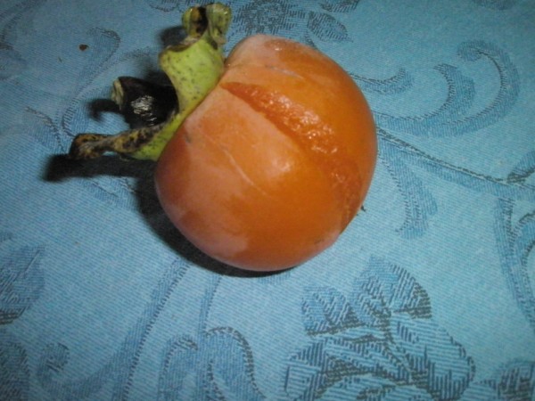 Name:  PA111120 (600 x 450).jpg
Views: 1411
Size:  68.3 KB