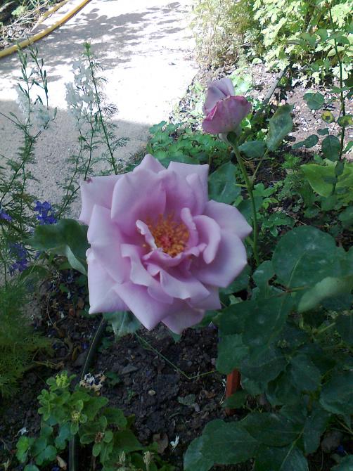 Name:  Fotoraf0800.jpg
Views: 621
Size:  74.6 KB