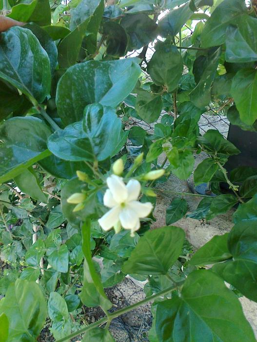Name:  Fotoraf0804 - Kopya.jpg
Views: 624
Size:  73.9 KB