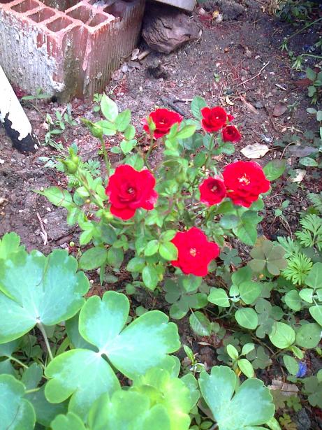 Name:  Fotoraf0796.jpg
Views: 655
Size:  78.0 KB