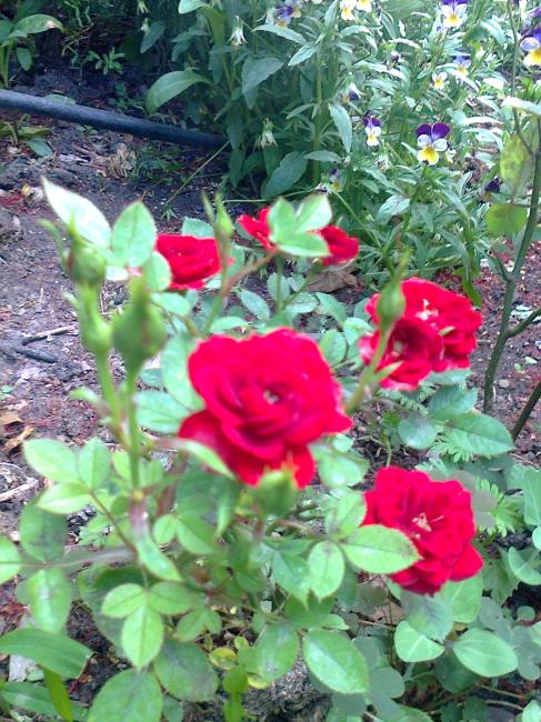 Name:  Fotoraf0798.jpg
Views: 611
Size:  77.9 KB