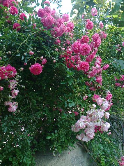 Name:  Fotoraf0815 - Kopya.jpg
Views: 641
Size:  78.1 KB