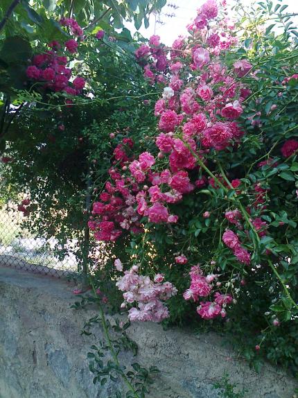 Name:  Fotoraf0818 - Kopya.jpg
Views: 630
Size:  75.7 KB
