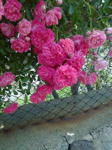 Name:  Fotoraf0849.jpg
Views: 627
Size:  75.6 KB
