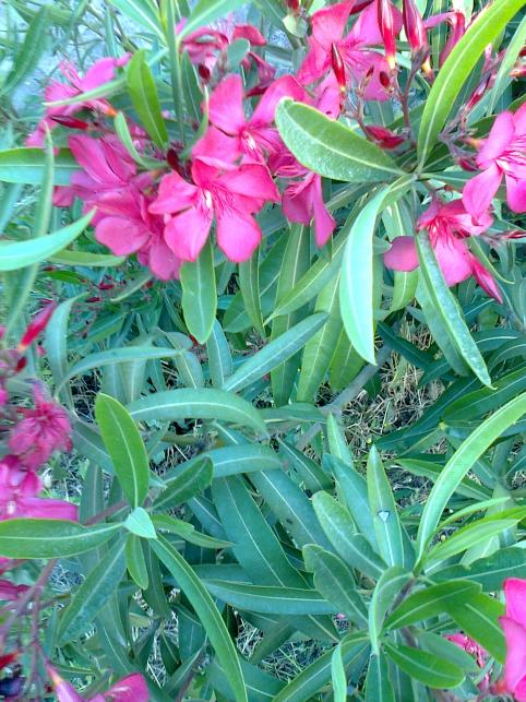 Name:  Fotoraf0850.jpg
Views: 634
Size:  78.5 KB