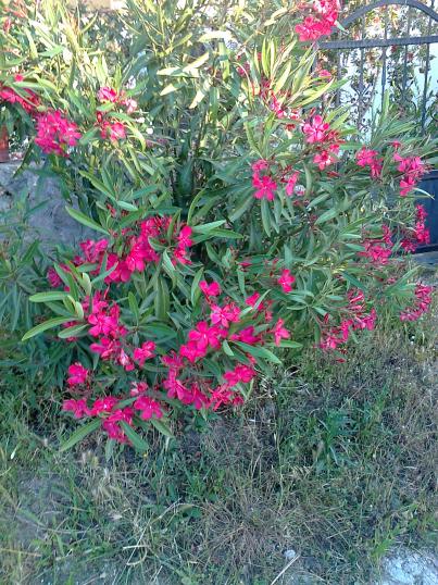 Name:  Fotoraf0855 - Kopya.jpg
Views: 663
Size:  76.9 KB
