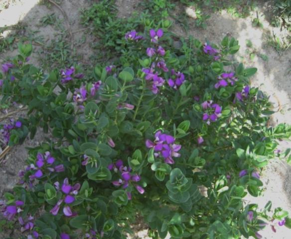 Name:  IMG_5345.jpg
Views: 703
Size:  51.4 KB