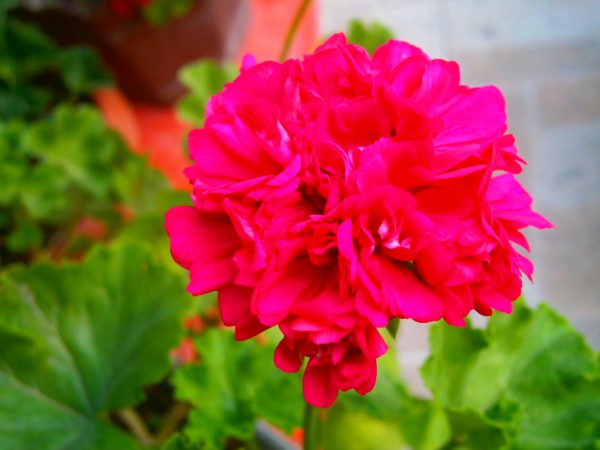 Name:  sardun10.jpg
Views: 1154
Size:  52.0 KB