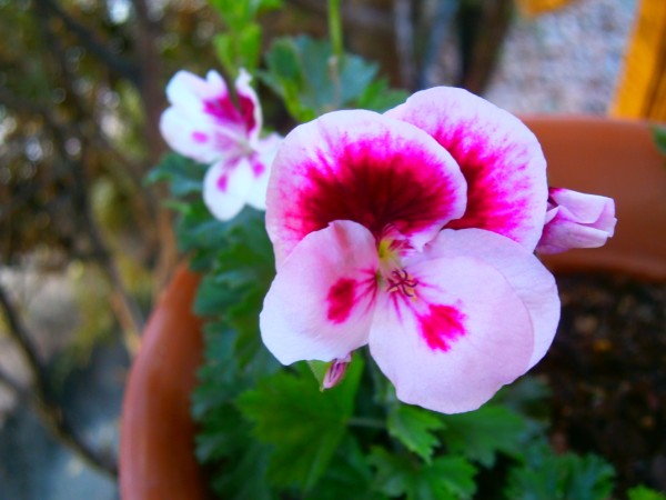 Name:  sardun7.jpg
Views: 1024
Size:  53.0 KB