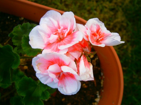 Name:  sardun9.jpg
Views: 1098
Size:  54.6 KB