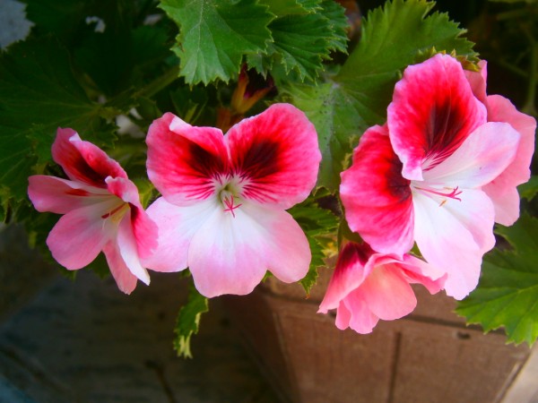 Name:  sardun2.jpg
Views: 1107
Size:  60.6 KB