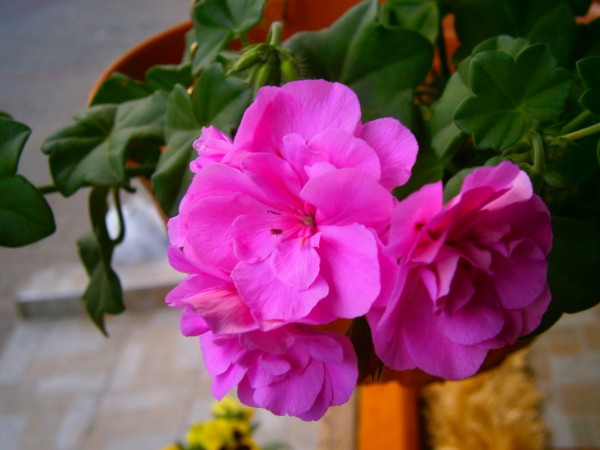 Name:  sardun11.jpg
Views: 877
Size:  53.0 KB